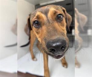 Rhodesian Ridgeback-Unknown Mix Dogs for adoption in Houston, TX, USA