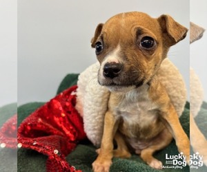 Mutt Dogs for adoption in Washington, DC, USA
