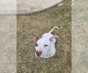 American Staffordshire Terrier Dogs for adoption in San Antonio, TX, USA