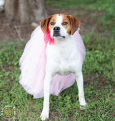 Medium Photo #1 Beagle-Unknown Mix Puppy For Sale in Brownsboro, AL, USA