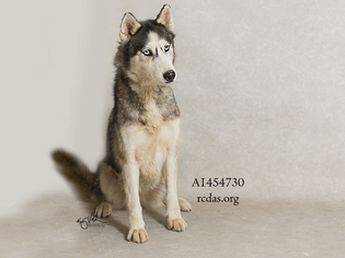 Medium Photo #1 Siberian Husky Puppy For Sale in Riverside, CA, USA