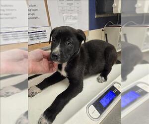 Labrador Retriever-Unknown Mix Dogs for adoption in Conroe, TX, USA