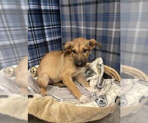 German Shepherd Dog Dogs for adoption in Rosenberg, TX, USA