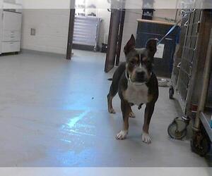 American Pit Bull Terrier Dogs for adoption in Fayetteville, NC, USA