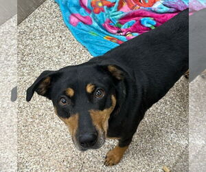Rottweiler-Unknown Mix Dogs for adoption in Martinsburg, WV, USA