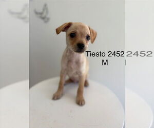 Chihuahua-Unknown Mix Dogs for adoption in Studio City, CA, USA