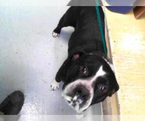 American Pit Bull Terrier-Unknown Mix Dogs for adoption in Tulsa, OK, USA