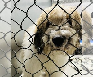 Goldendoodle Dogs for adoption in Grasswood, Saskatchewan, Canada