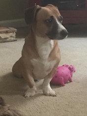 Corgi Basset Dogs for adoption in Winder, GA, USA