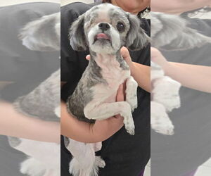 Shih Tzu Dogs for adoption in San Antonio, TX, USA