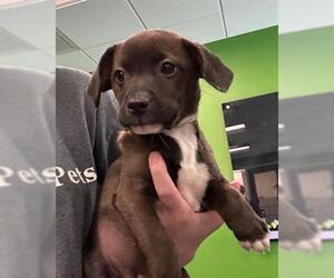 Labrador Retriever-Unknown Mix Dogs for adoption in Houston, TX, USA