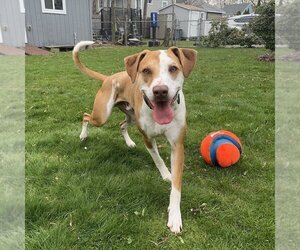 Mutt Dogs for adoption in Boston, MA, USA