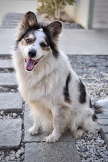 Border-Aussie Dogs for adoption in Los Angeles, CA, USA