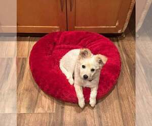 Wapoo Dogs for adoption in Cave Creek, AZ, USA