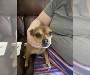 Chihuahua-Unknown Mix Dogs for adoption in San Antonio, TX, USA