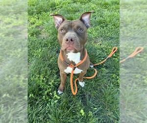 American Staffordshire Terrier-Unknown Mix Dogs for adoption in Louisville, KY, USA