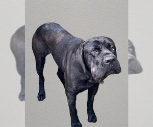 Mastiff-Unknown Mix Dogs for adoption in Downey, CA, USA