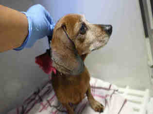 Dachshund Dogs for adoption in Redlands, CA, USA