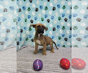Australian Shepherd-Unknown Mix Dogs for adoption in Chico, CA, USA