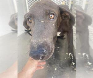 Great Dane Dogs for adoption in Bakersfield, CA, USA