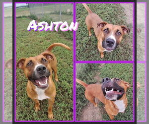 Boxer-Unknown Mix Dogs for adoption in Pierceton , IN, USA