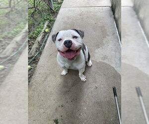 American Bulldog-Unknown Mix Dogs for adoption in Easton, MD, USA