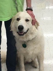 Golden Pyrenees Dogs for adoption in Nashville, TN, USA
