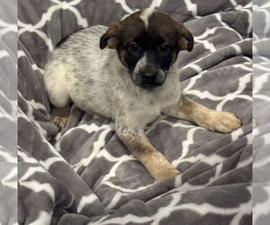 Mutt Dogs for adoption in Mundelein, IL, USA