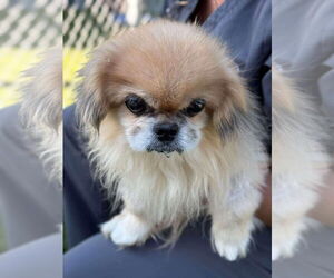Pekingese-Unknown Mix Dogs for adoption in Woodbury, NY, USA