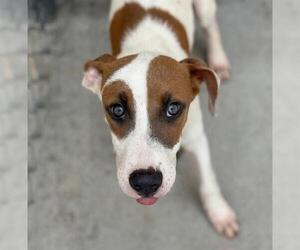 American Pit Bull Terrier Dogs for adoption in Tulsa, OK, USA