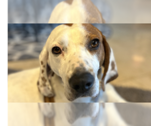 English Foxhound-Unknown Mix Dogs for adoption in Springdale, PA, USA