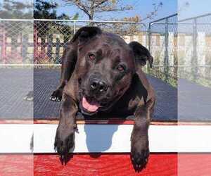Mutt Dogs for adoption in Calgary, Alberta, Canada