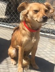 Medium Photo #1 Cocker Spaniel Puppy For Sale in Apple Valley, CA, USA