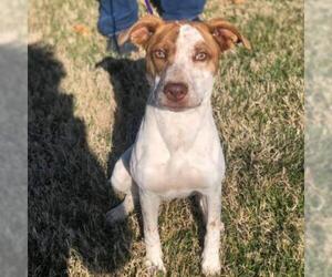 Pointer Dogs for adoption in Evansville, IN, USA