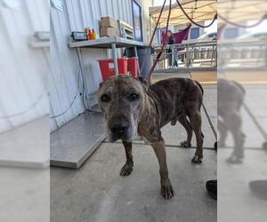 American Pit Bull Terrier-Unknown Mix Dogs for adoption in Bakersfield, CA, USA