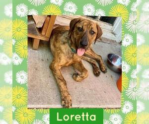 Plott Hound Dogs for adoption in Littleton, CO, USA