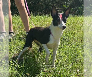 Rat Terrier-Unknown Mix Dogs for adoption in Wetumpka, AL, USA