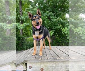 Mutt Dogs for adoption in Elmsford, NY, USA