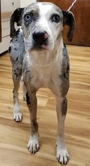Catahoula Leopard Dog Dogs for adoption in Canon City, CO, USA