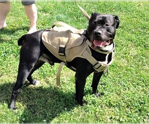 American Staffordshire Terrier-Unknown Mix Dogs for adoption in Mt. Gilead, OH, USA