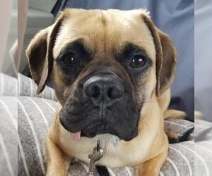 Pug Dogs for adoption in Pendleton, NY, USA