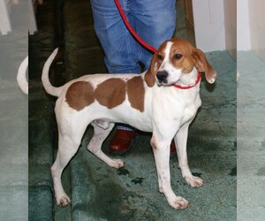 Treeing Walker Coonhound Dogs for adoption in Milner, GA, USA