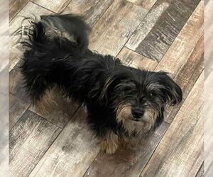 Mutt Dogs for adoption in Grafton, WI, USA