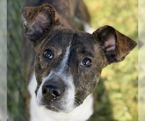 Mutt Dogs for adoption in Canton, CT, USA