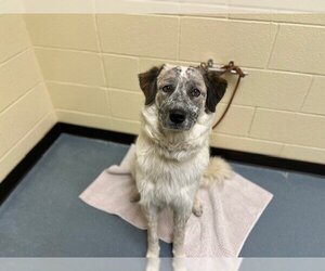 Anatolian Shepherd-Unknown Mix Dogs for adoption in Denver, CO, USA