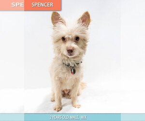 Pom-A-Poo Dogs for adoption in Studio City, CA, USA