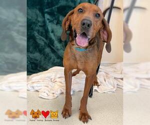 Redbone Coonhound Dogs for adoption in Center Township, PA, USA