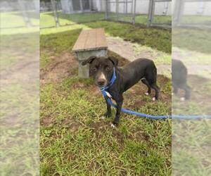 American Pit Bull Terrier Dogs for adoption in Vero Beach, FL, USA