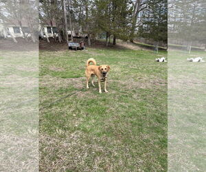 Mutt Dogs for adoption in Rockaway, NJ, USA