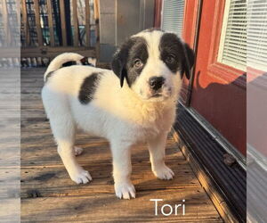 Great Pyrenees-Unknown Mix Dogs for adoption in Parker Ford, PA, USA